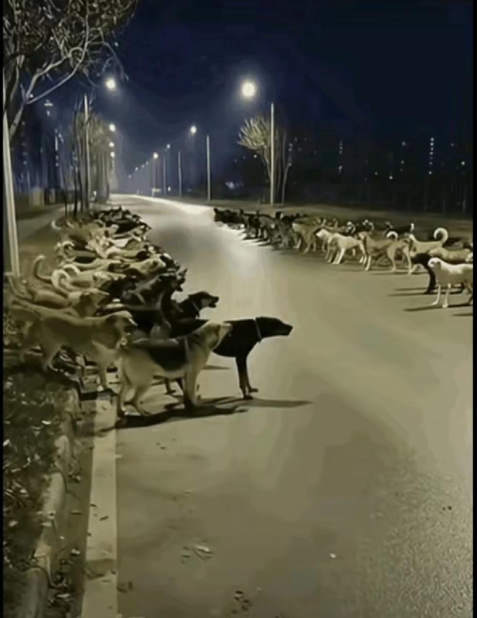 一个夜里，两村的狗聚集一起，展开了激烈对峙，才让人恍然，在狗的世界里，也是分等级