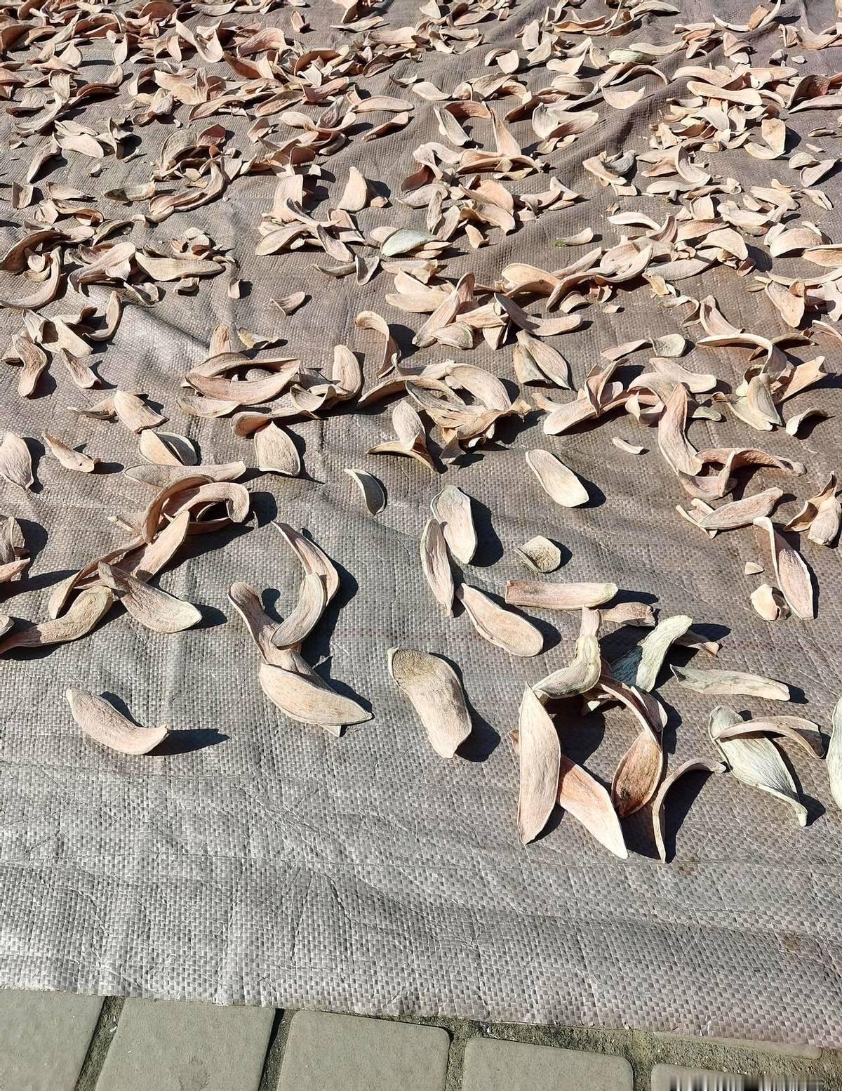 早上，我刚睡醒，电话响了，是大弟的来电。他说，姐姐，我在地锅里煮红薯，你过来吃