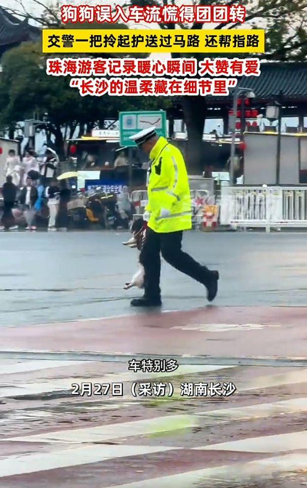 好有爱的一幕！湖南长沙一处街头，一只小狗迷迷糊糊地闯进了道路中央，眼看车来车往，