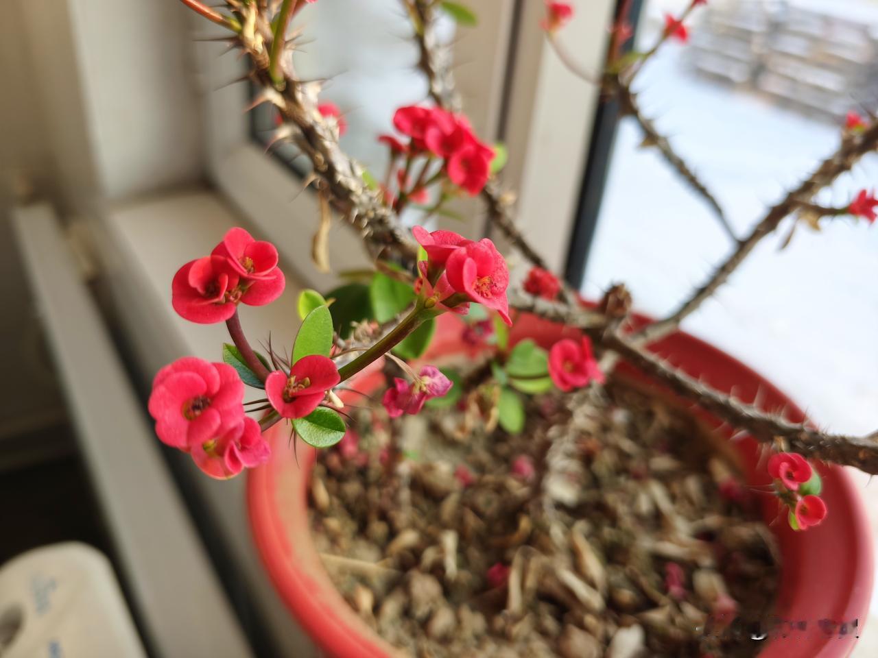 花期最长，生命力最顽强，非虎刺梅莫属。受母亲影响，老贺也喜欢上了养花，网上购买