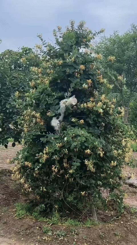网友发布：看见一只猫咪在抓小喜鹊，叫它一声不准咬就放了！