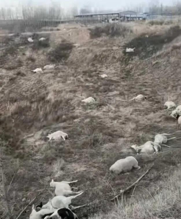 最毒的不是农药，是人心！山西晋中老赵家哭诉，120只羊被“兄弟”武某投毒毙命，其