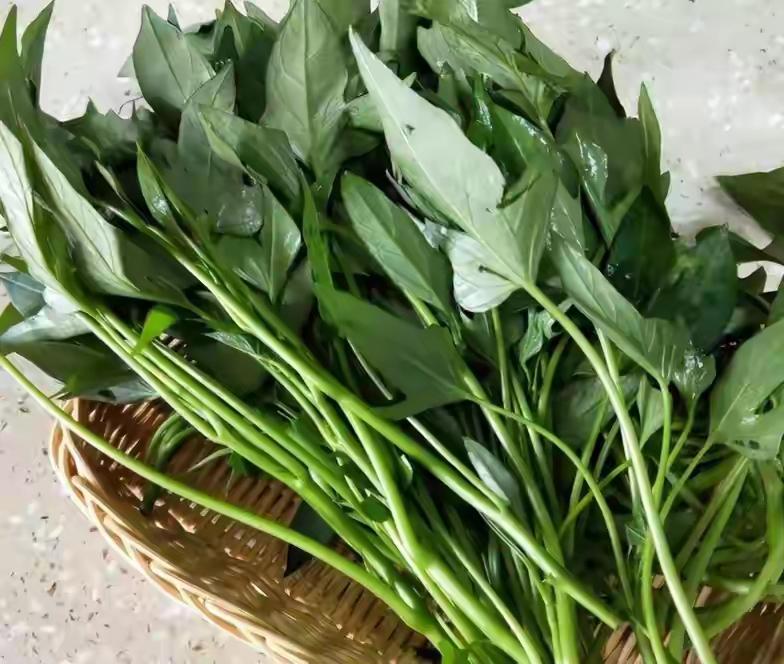 红薯叶立大功！医生直言：常吃红薯叶，可改善4种疾病，别错过！红薯叶营养丰富，