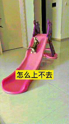 看到这个视频，笑出眼泪！这小猫咪在家玩滑梯，滑下来后明显没玩够，转头就想顺着滑梯