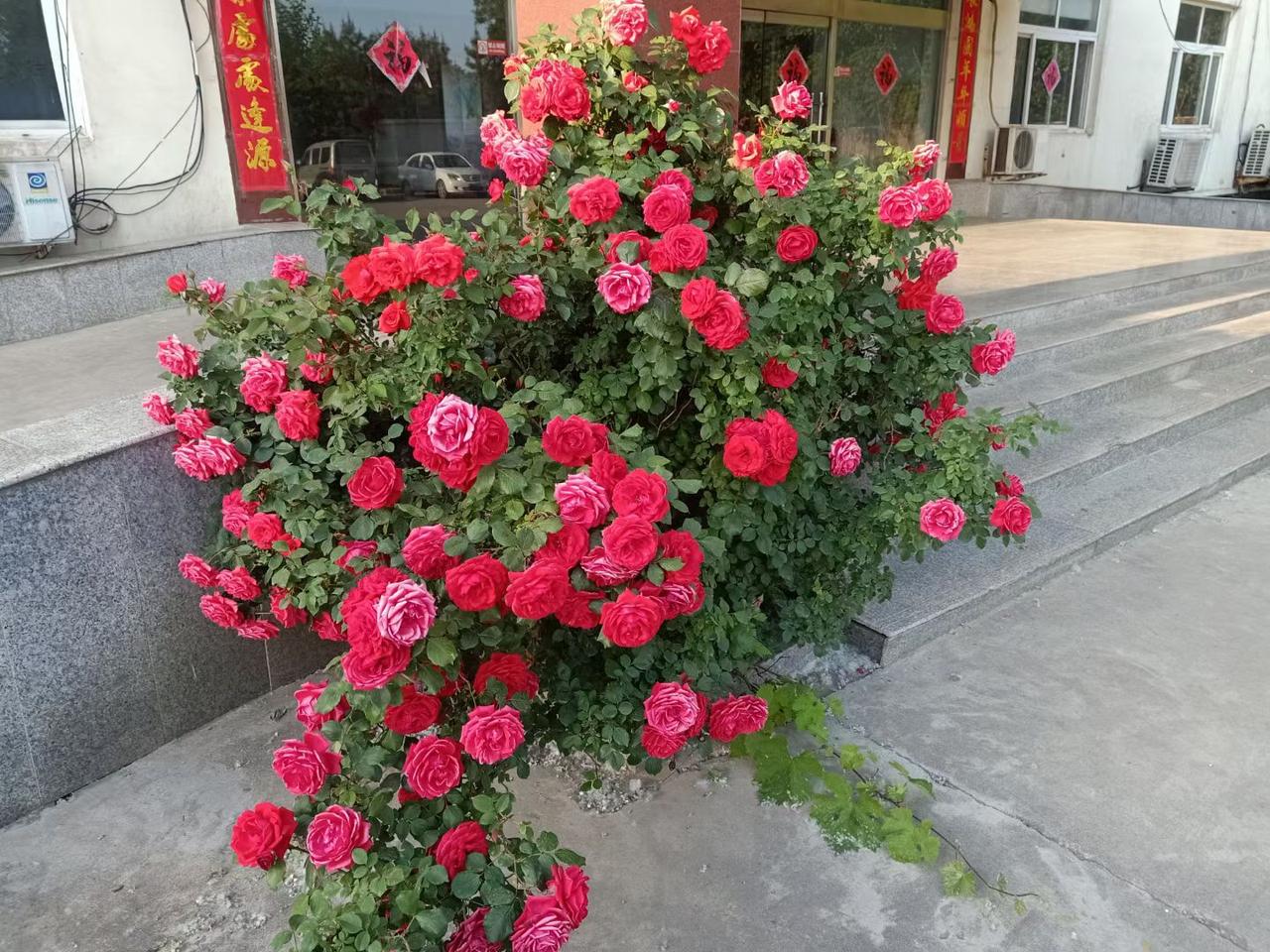母亲祭日，我和弟弟一起回家。给父亲买了奶，几样水果糕点。昨晚弟打电话，说