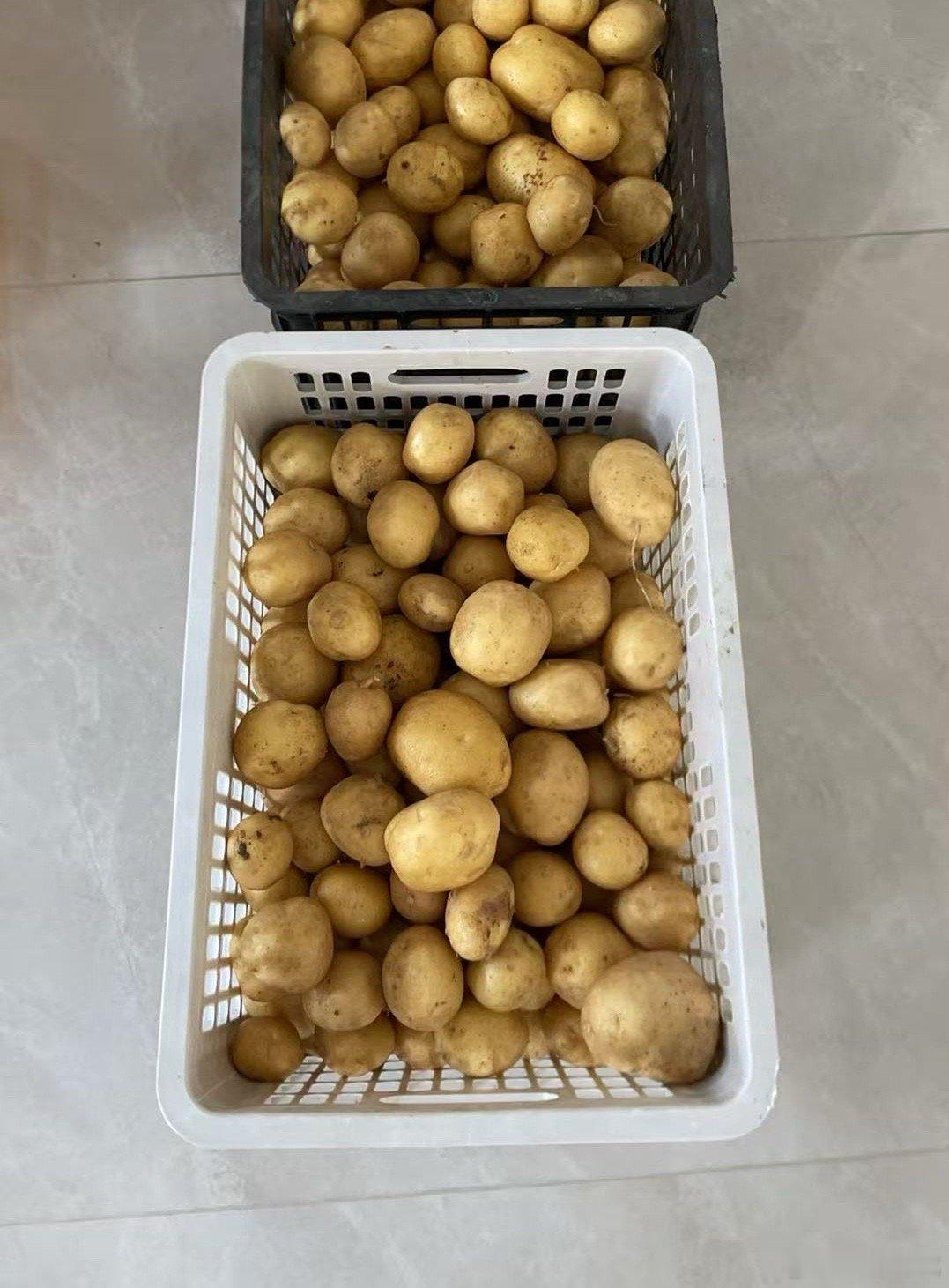 土豆🥔丰收季
