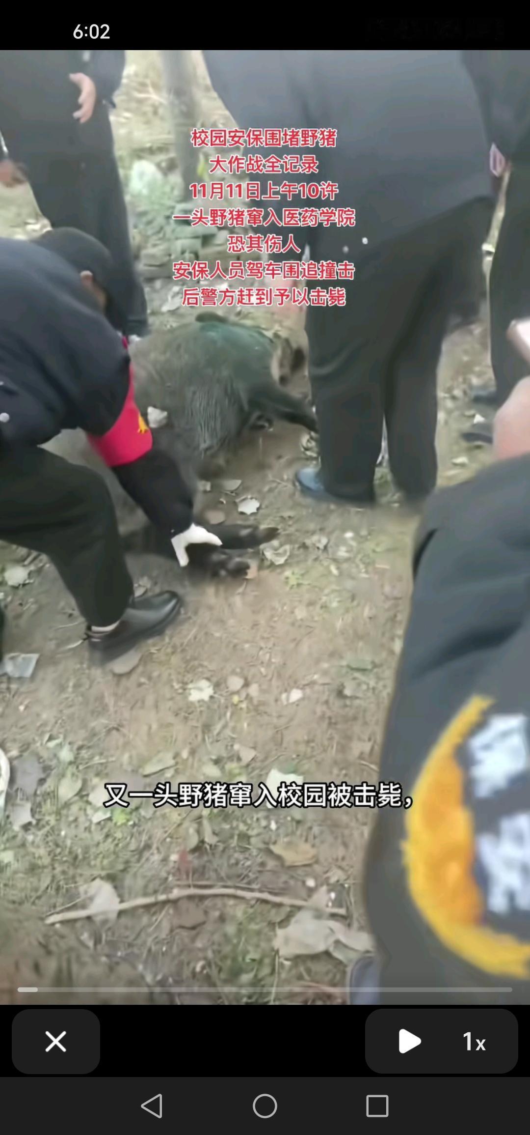 11月11日上午10时，吉林医药学院再度发现野猪踪迹，随后，这头野猪被吉林警方成