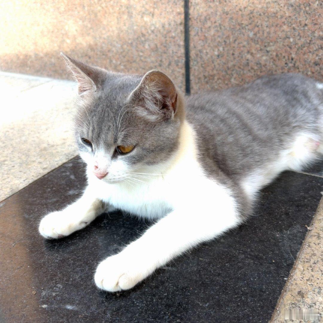 会发光的小猫咪