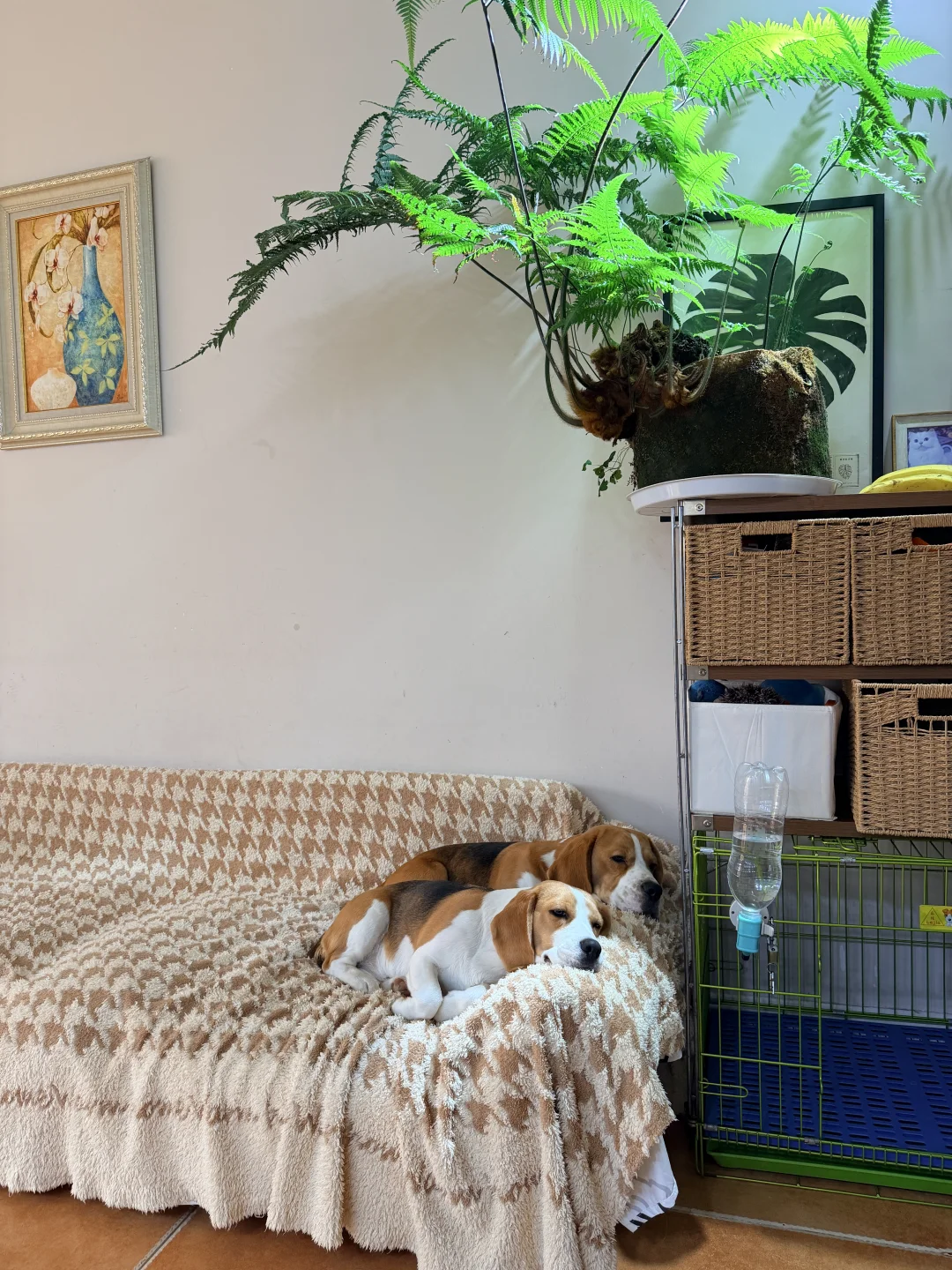 两只比格白天在家都干嘛