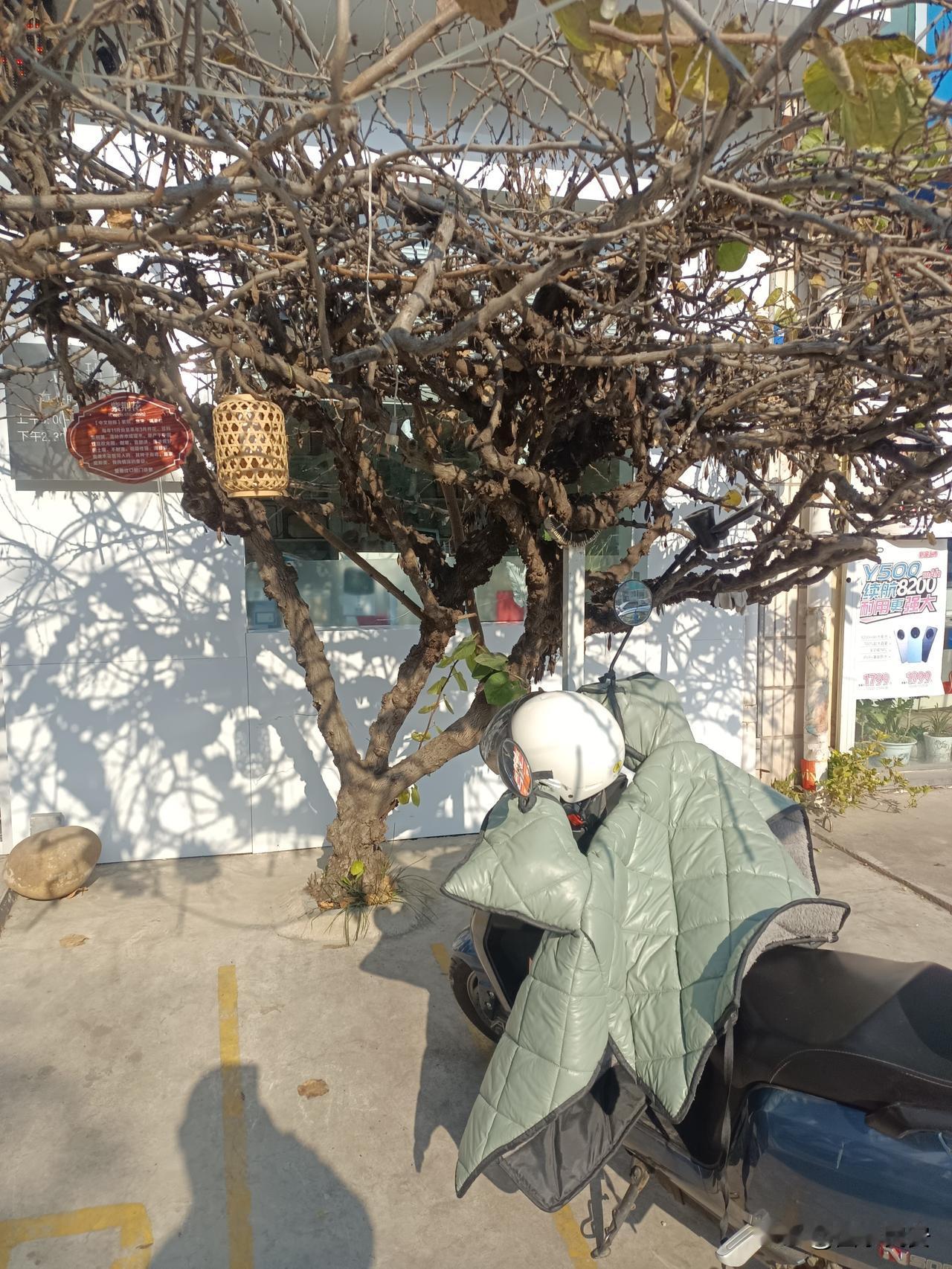 老树下的人间烟火楼下便利店旁的这棵老树，枝桠蜷曲得像老人的手掌，冬天落尽了叶，