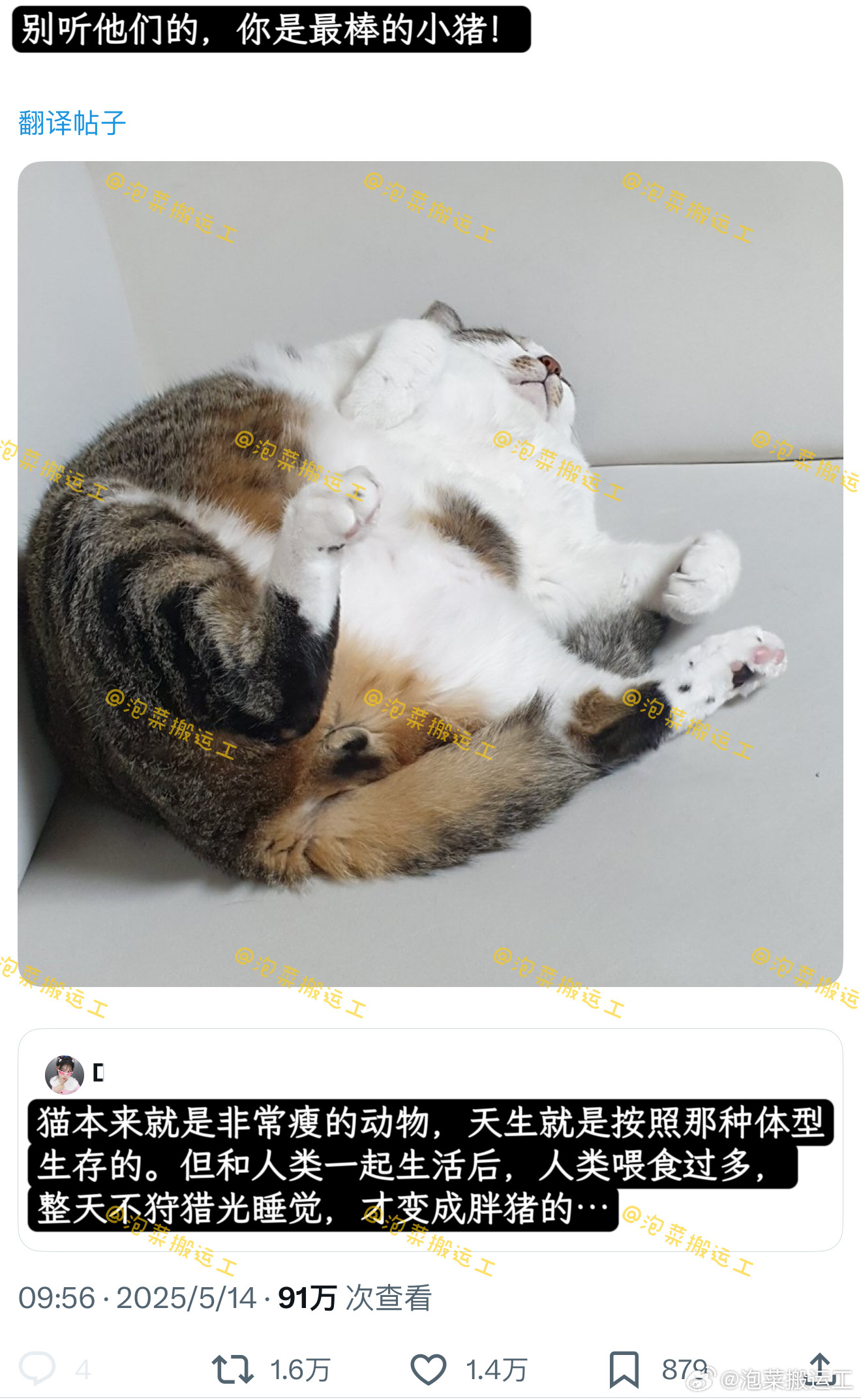别听他们的，你是最棒的小猪！猫我征服人类只需要呼吸​​​