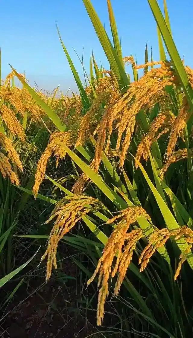 间谍太可怕，无孔不入[捂脸哭]近日，国家安全机关接到群众举报，有外国人员携带专业