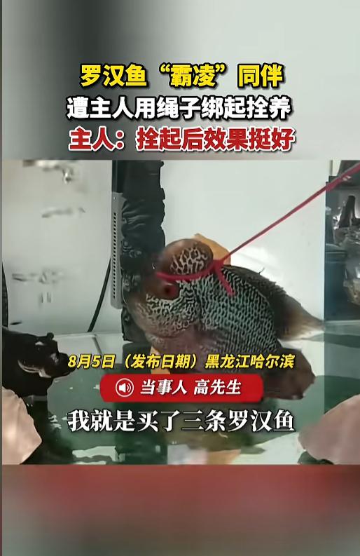 “拴起来的没一个是善茬！”8月5日报道，黑龙江哈尔滨，一男子买了三条鱼，一条稍大