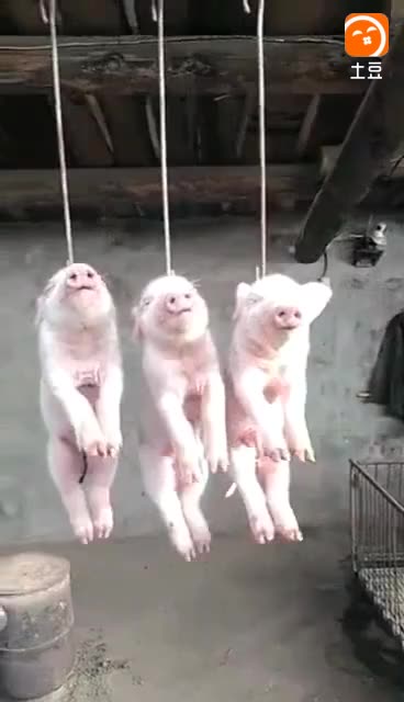 2133634707076445540.jpg?id=0