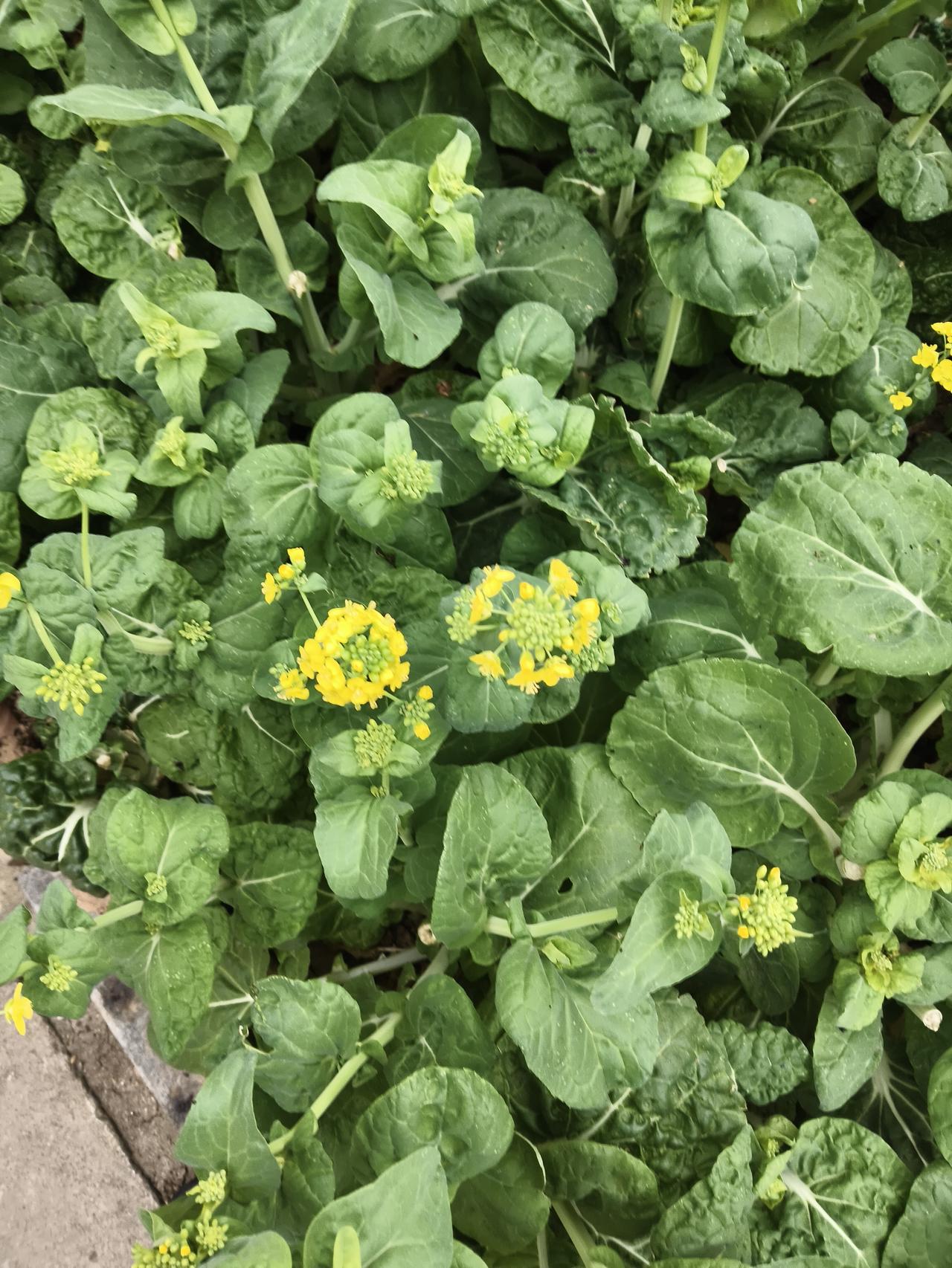 几株菜苔在园子里肆意生长，深绿的叶片层层叠叠，带着自然的褶皱与纹理，叶脉清晰得像