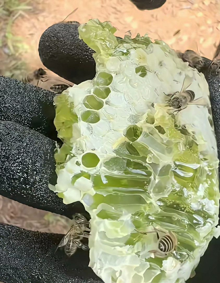 你见过绿色的蜂蜜吗