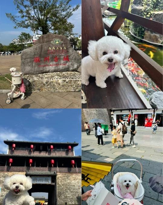 没想到皖南会这么热～但这里到处宠物友好哦昨天的徽州古城逛半日游，但是车巨多人也