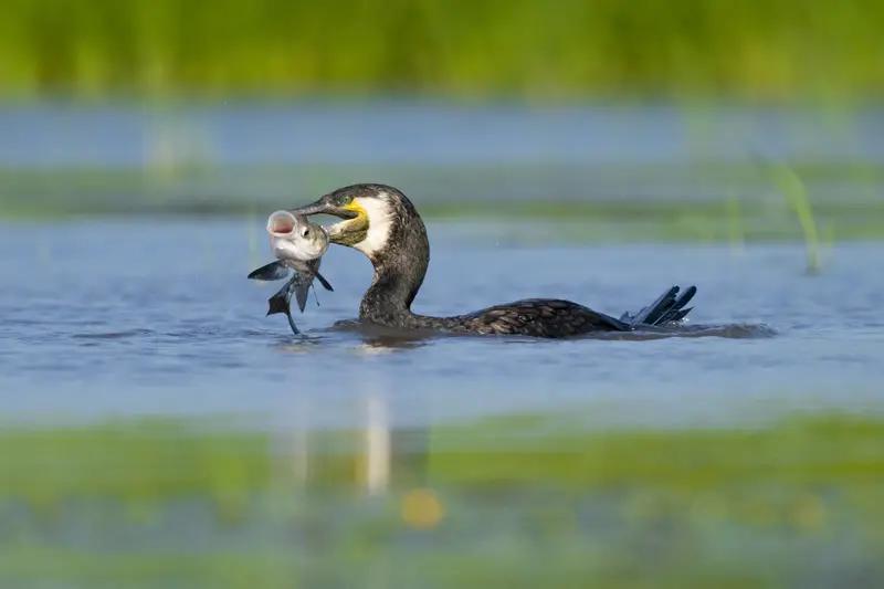 人工智能在未来的确作用非凡，不过说它会取代人类工作，倒也没那么夸张。麻省理工学院
