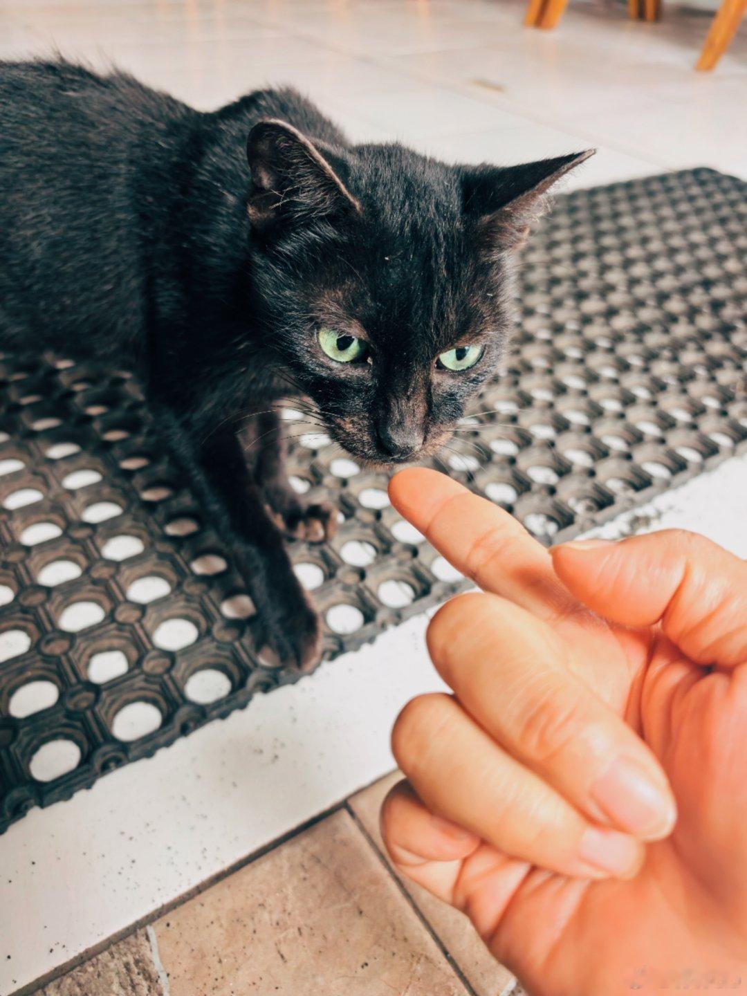 冲浪餐厅里的小黑猫，有一双像绿宝石一样的眼睛。