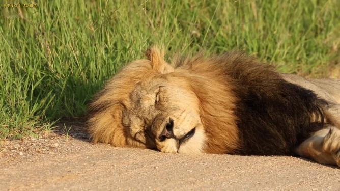【11月最适合躺平的星座】狮子座，天气冷了，躺平才能让万物生息。狮子座，