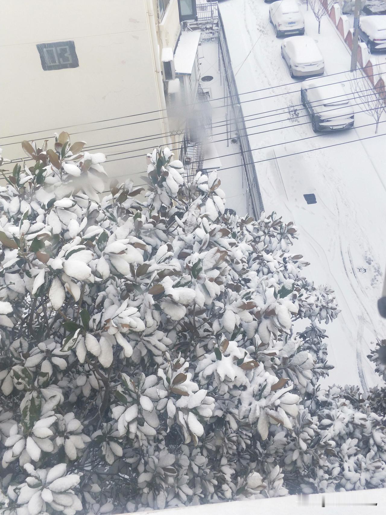 ＃雪，又来雪窝了——＃烟台的雪，十有八九是黑夜悄悄而来，第二天拍拍屁股走烟台雪