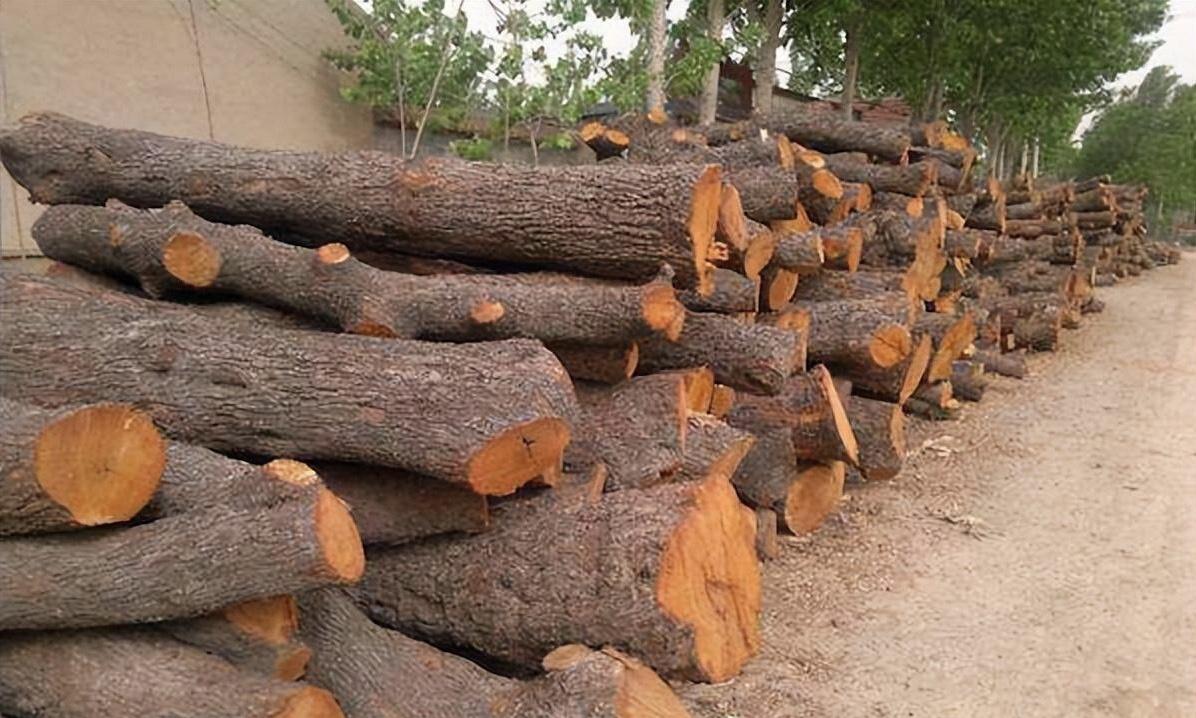 为什么枣木不能当柴烧？一位60岁的护林员告诉我，大部分树木死后都能当柴火烧，唯独