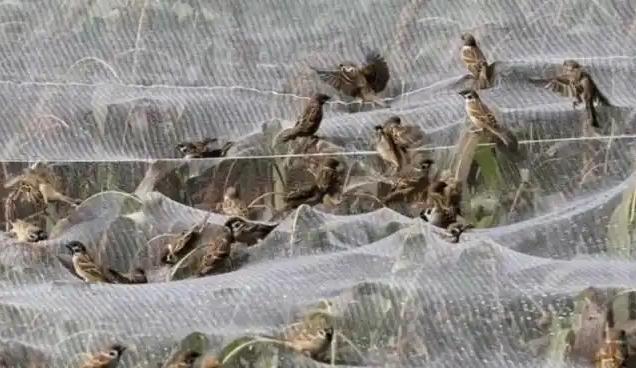 俗话常讲“一只麻雀顶得上四两人参”，可真正让人开眼的不是那点肉，而是它拉出来的东