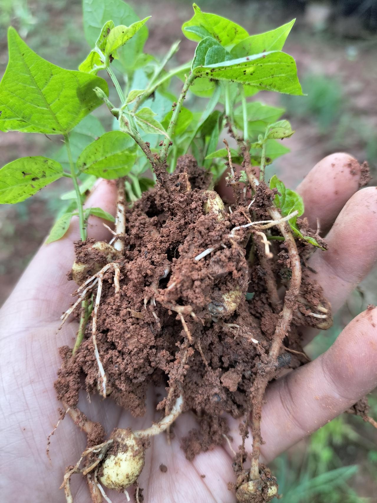 这是房东地里的剥皮番薯秧，他种了一大片，然后他拿了一些秧苗给我种，如果种的好，我