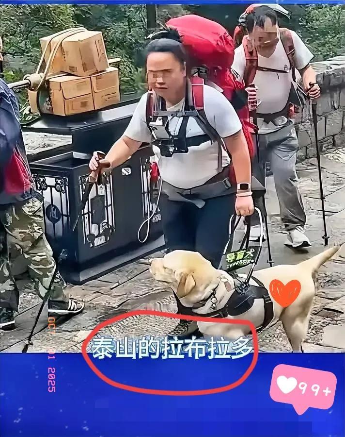 追了导盲犬芬迪的事一周，看了新京报的采访后，心里堵得慌——这事哪是简单的“虐狗”