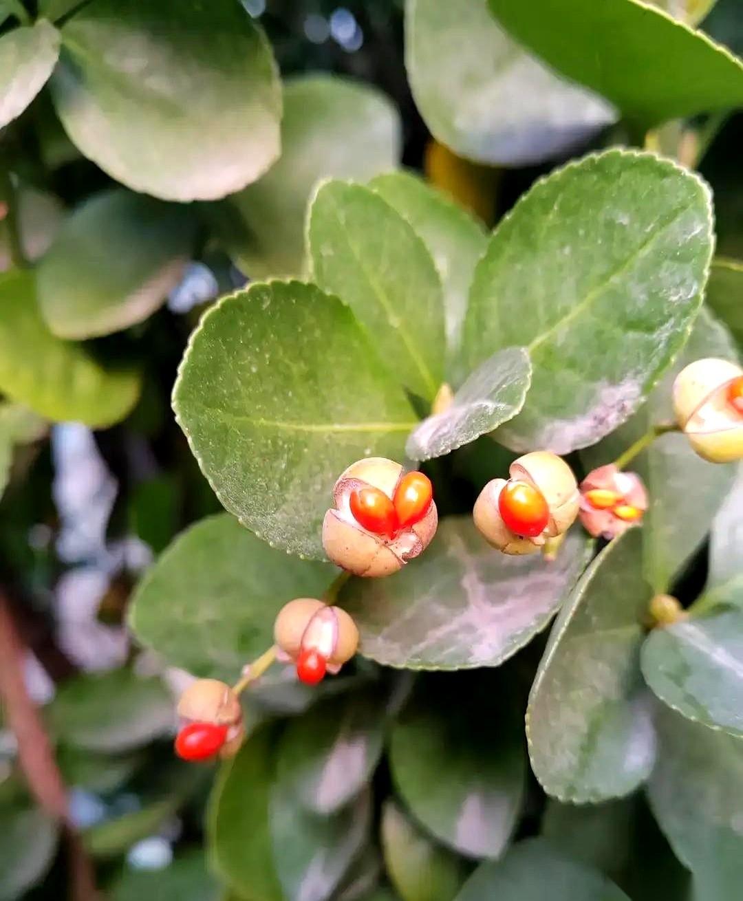 我婆婆那個電話打過來，支支吾吾，我就知道沒好事。果不其然，三表哥一家子，帶著孩