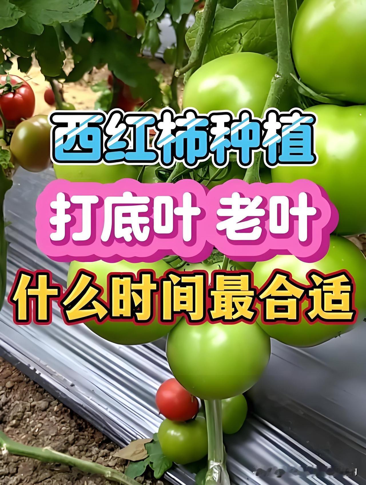 西红柿什么时候打底叶、老叶?西红柿打底叶别瞎打！你是不是一看见第一层有西红