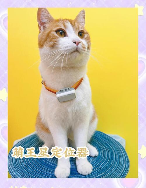 捡来的小猫太通人性，越养越喜欢去年我家亲戚下班，在楼道门口碰见一只刚满月的