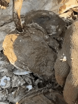 不懂就问，这个好吃吗？