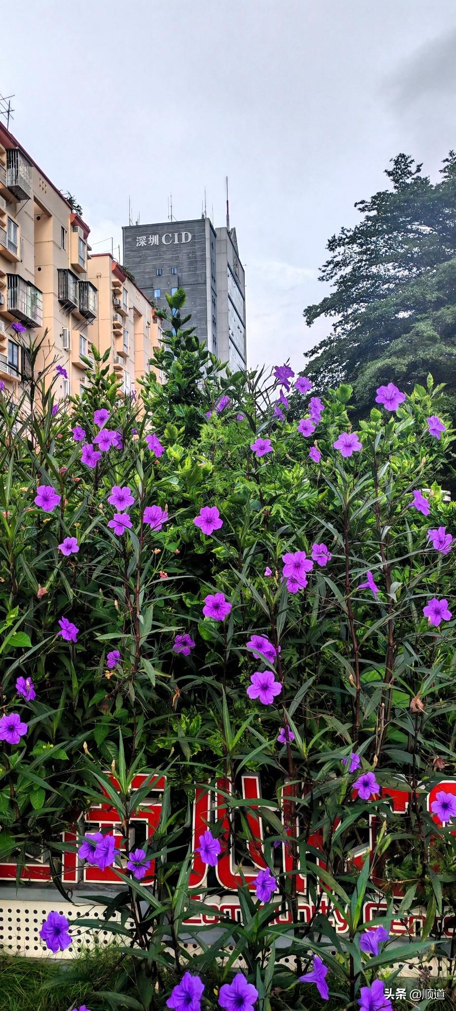 一位丈母娘吐槽自己，亲家母从她手里借走3万块钱，五六年了也不还。最近她听说亲家
