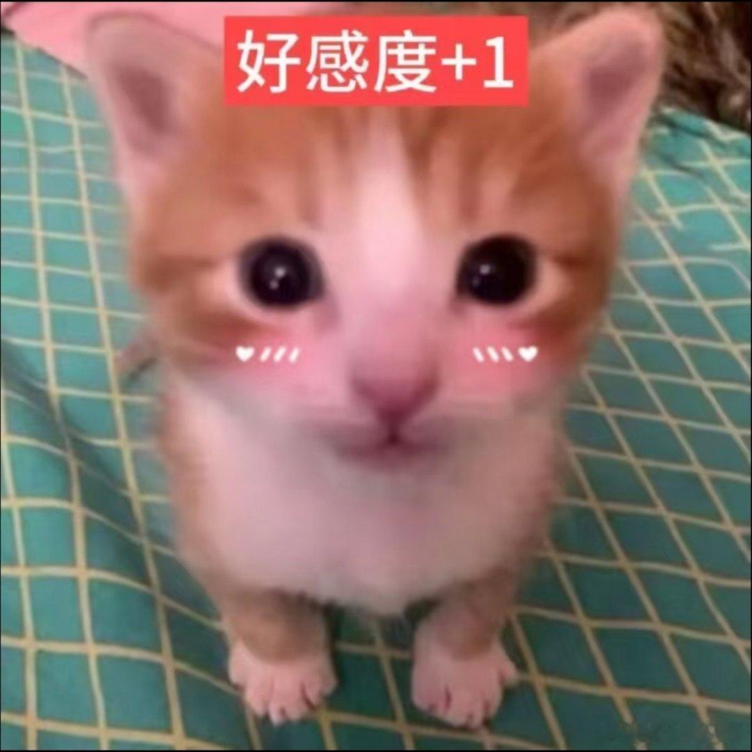 猫咪表情包​​​