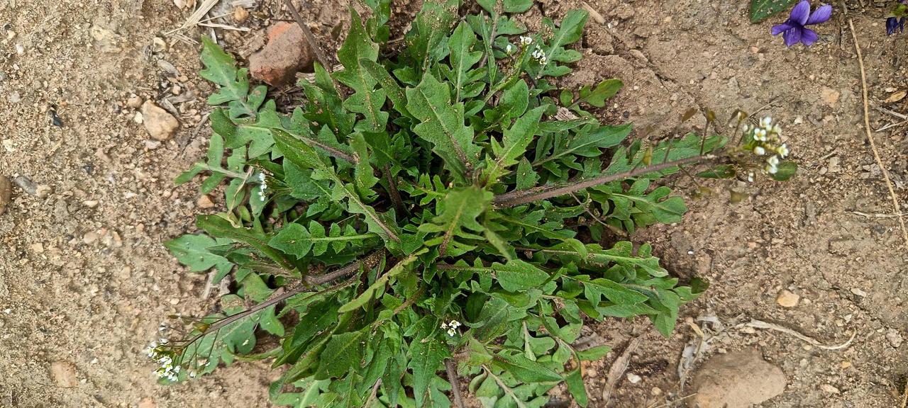 三月三（4月19日）养生：荠菜煮鸡蛋，一年不头疼谁再说养生要花大价钱？今年