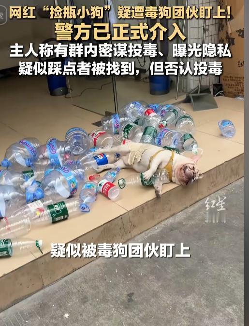 看得人心都揪起来了！网红“捡瓶小狗”乖巧圈粉无数，如今竟惨遭恶毒毒狗团伙暗中