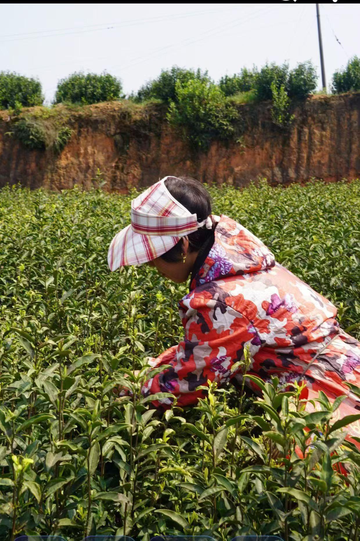 采茶了！！！[呲牙笑][呲牙笑][呲牙笑][呲牙笑][呲牙笑]