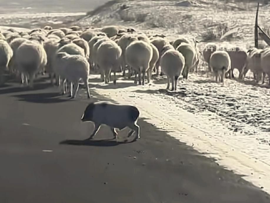 内蒙古锡林郭勒盟，一群羊乖乖的在前面跑，后面跟着的居然不是牧羊犬，而是一头小猪！