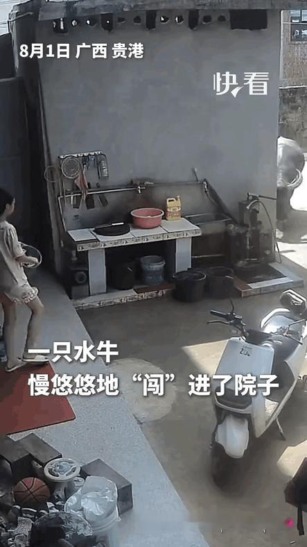 登上人民日报、新华社啦！一头水牛闯进一户人家的小院子，没想到主人的做法暖到众多网