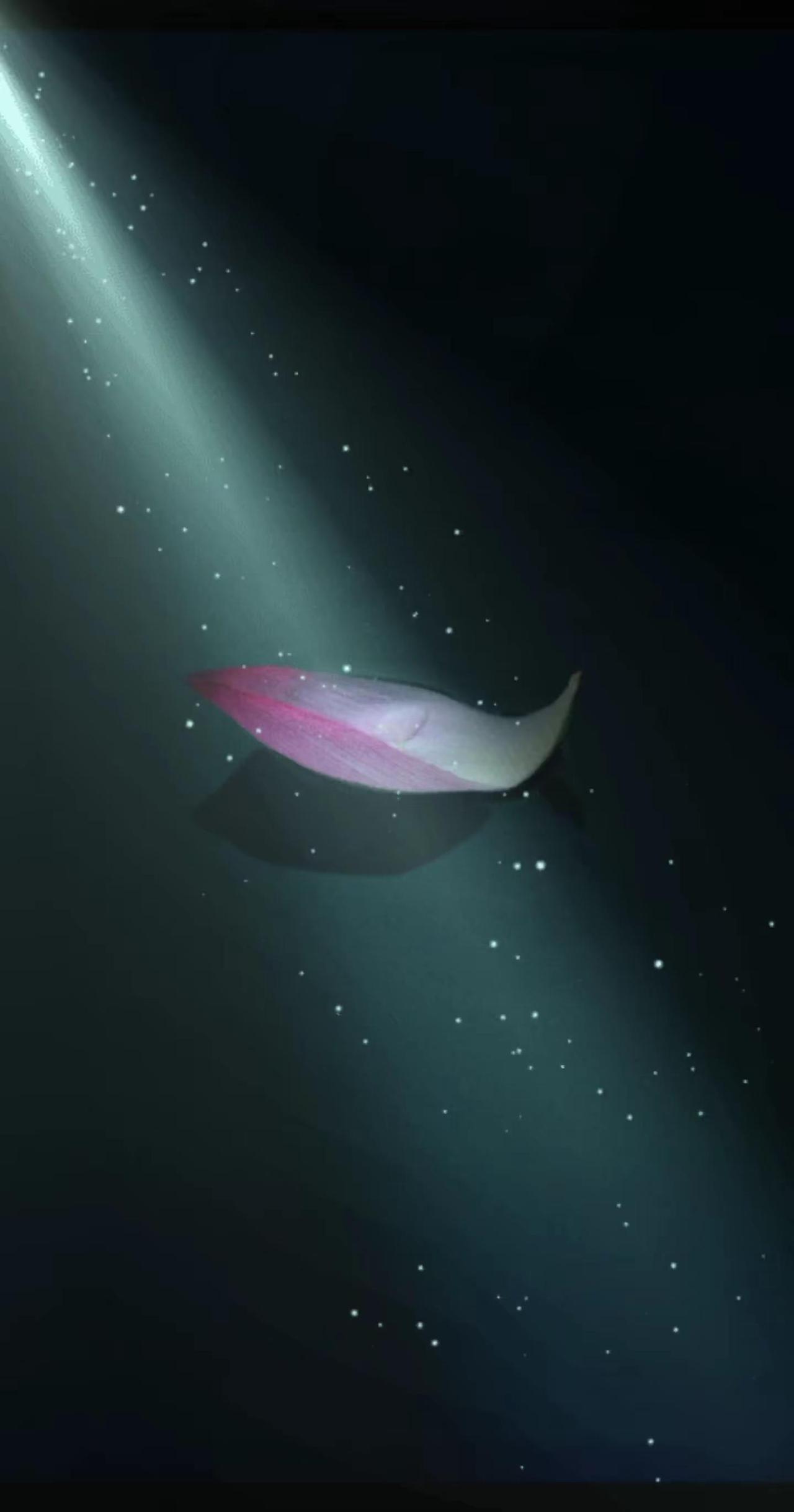 落荷当舟。作品摄影分享原创摄影掉落的花瓣摄影