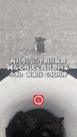 这两只狗火到人民日报了！湖北恩施，一男子雨天驾车回家，在路上拐角处，遇见两只小狗