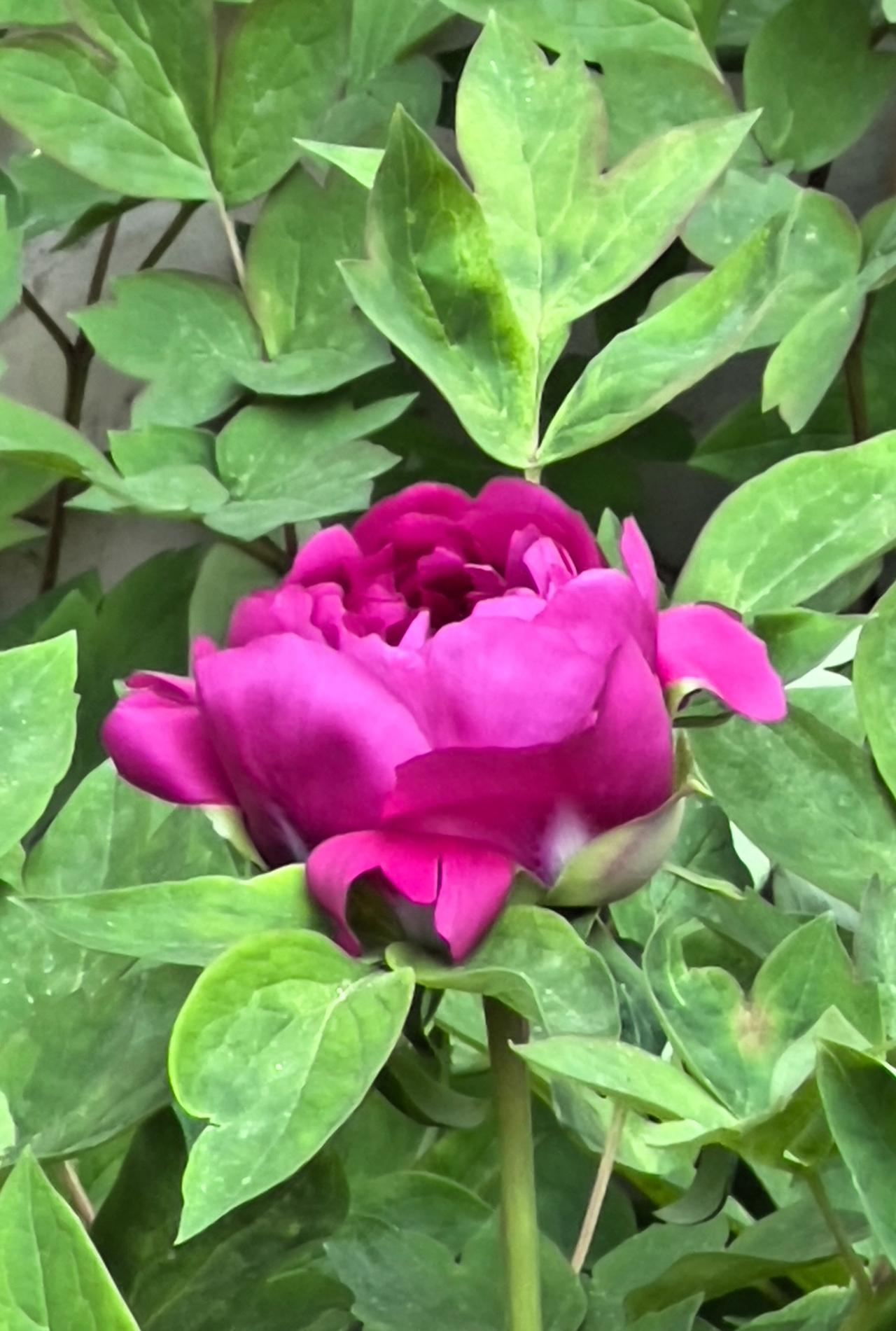 晒晒随手拍的牡丹这是小区里种植的牡丹花，这朵紫色牡丹花在绿叶的拥簇下半遮半掩状态