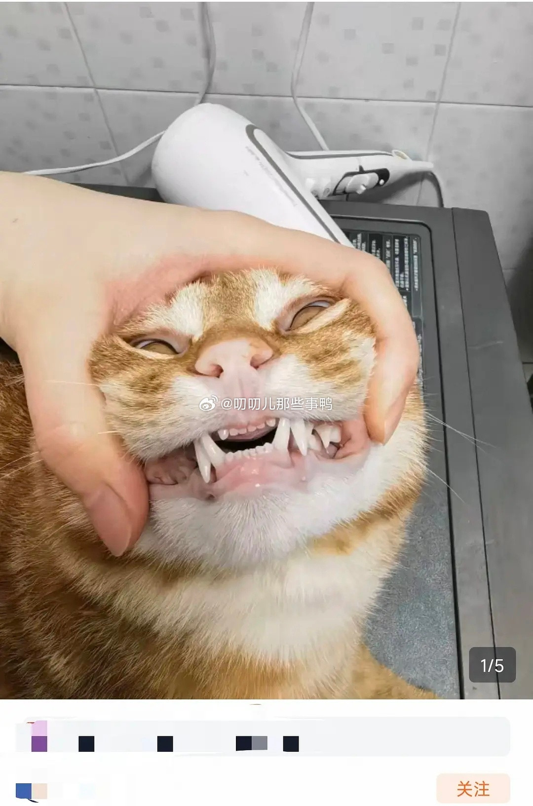 头一次看到这么多龇牙咧嘴的猫猫狗狗，太好笑了，有种：“我家孩子用了还不错”的即视