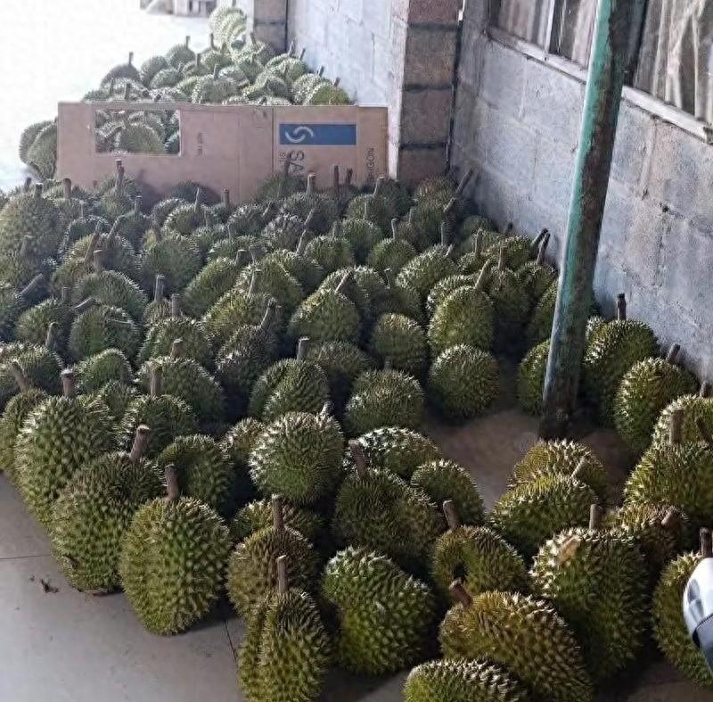 越南榴莲暴跌74%？怪中国严？其实是自己作的谁都替越南榴莲喊冤，说对华出口