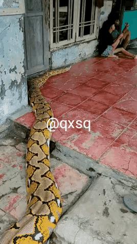 据说家蟒看家比狗还管用，这想必是一条从小养大的蟒蛇，它似乎已经适应了家庭环境。