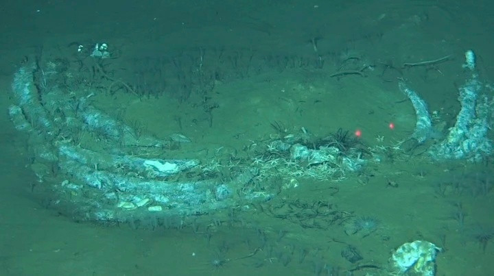 【6789米！全球最深鲸落被发现！】鲸落，是鲸类死后沉入海底所形成的独特海洋生态