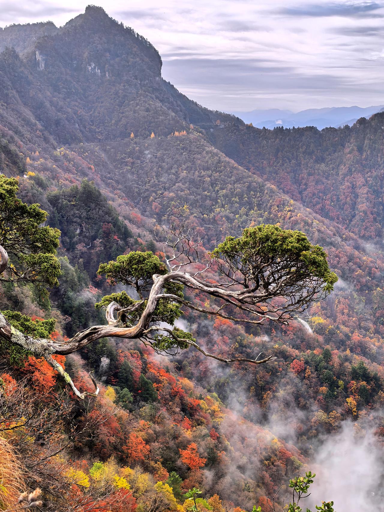 在神农架天燕景区，海拔2000多米的绝壁悬崖上，几棵古老的苍松傲然挺立。这里没有