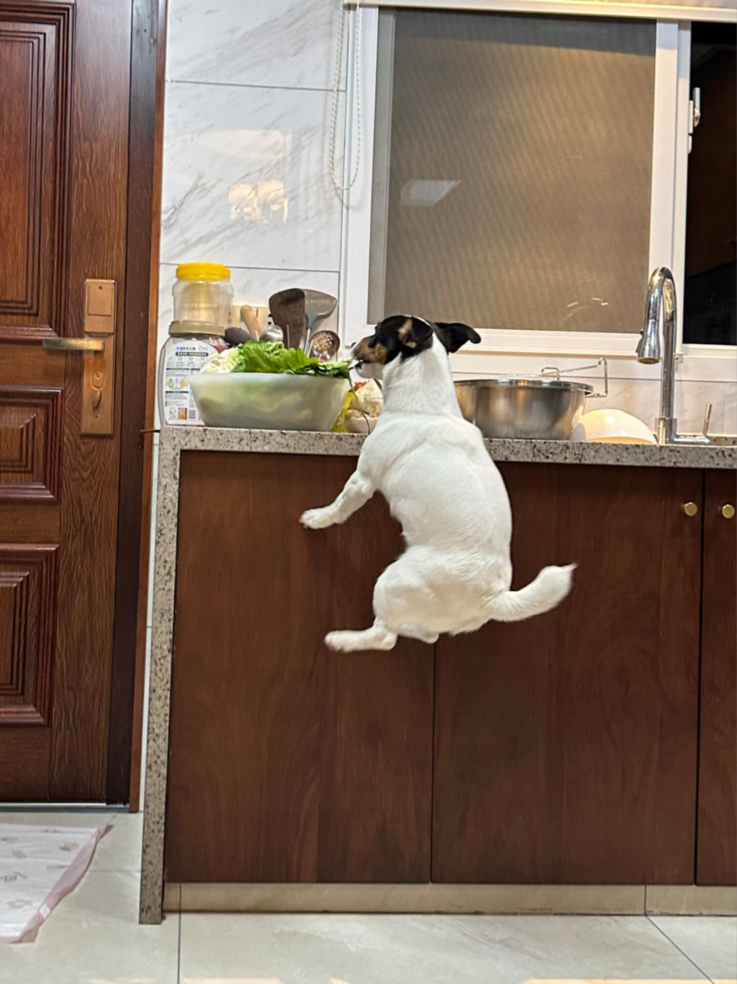 没有吃不到的美味，只有懒惰的狗狗