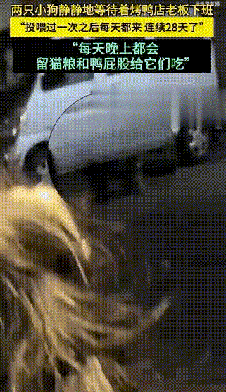 泪目了！一位大哥开了一家烤鸭店，这天夜里，他准备打烊了，结果看到了两只流浪小狗跑